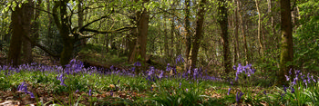 This landscape photograph captures a vibrant scene of bluebells amongst trees in a wood during a spring morning. The sunlight filters through the fresh, green leaves, creating dappled patches of light on the forest floor, which is carpeted with blooming bluebells and other spring plants. The trees, with their moss-covered trunks and budding foliage, add depth and texture to the image, highlighting the beauty of the wood in springtime. The combination of the densely growing plants and the magnificent spread of bluebells presents a classic representation of a British woodland during the peak of spring.